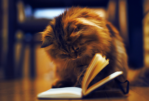 Котенок с книжкой